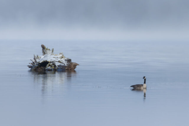 20260413_Honker and Driftwood_Social_SRGB_001 Canada goose swimming near a snow-dusted driftwood snag on the fog-still waters of McCoy Flat Reservoir, Lassen County