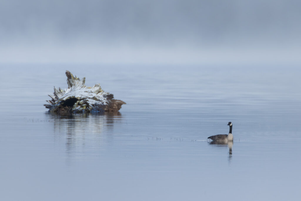 Canada goose swimming near a snow-dusted driftwood snag on the fog-still waters of McCoy Flat Reservoir, Lassen County