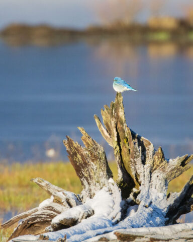 20260413_Mountain Bluebird Environmental_Social_SRGB_001 Mountain bluebird perched atop a snow-dusted driftwood snag at McCoy Flat Reservoir, Lassen County, California