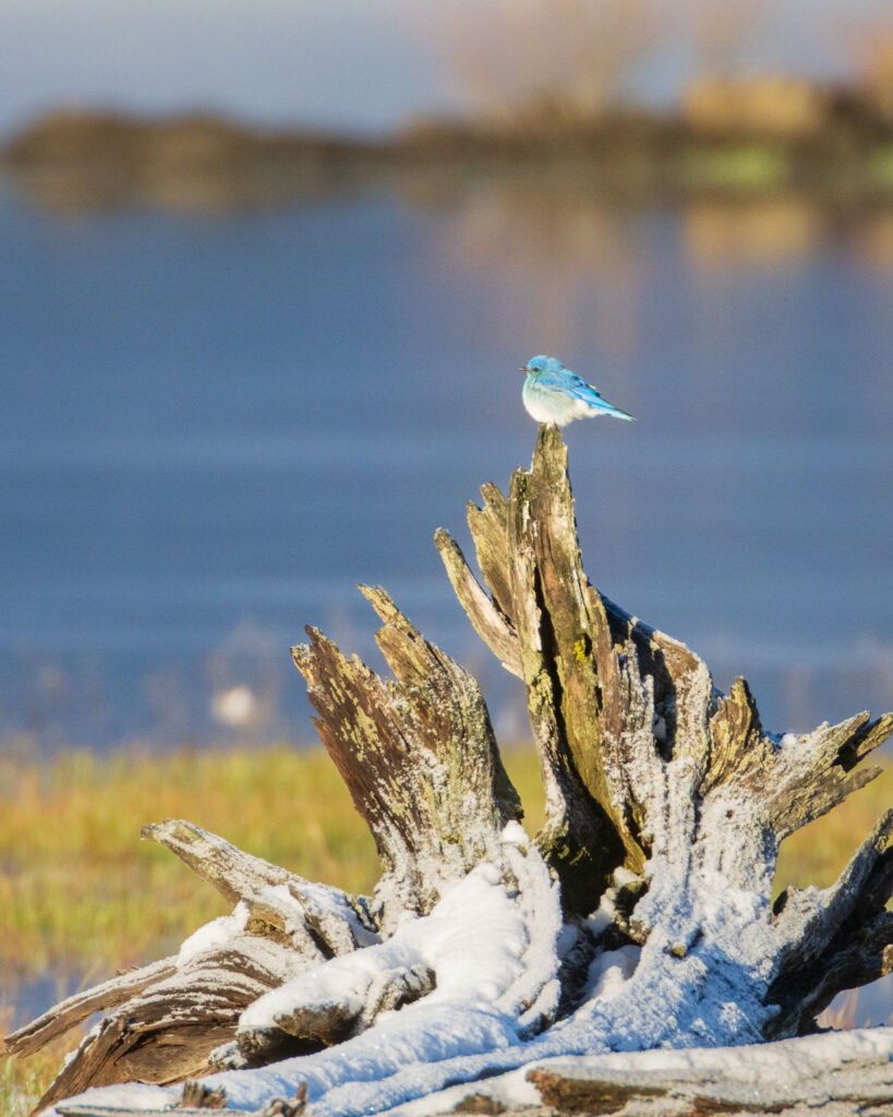 Mountain bluebird perched atop a snow-dusted driftwood snag at McCoy Flat Reservoir, Lassen County, California