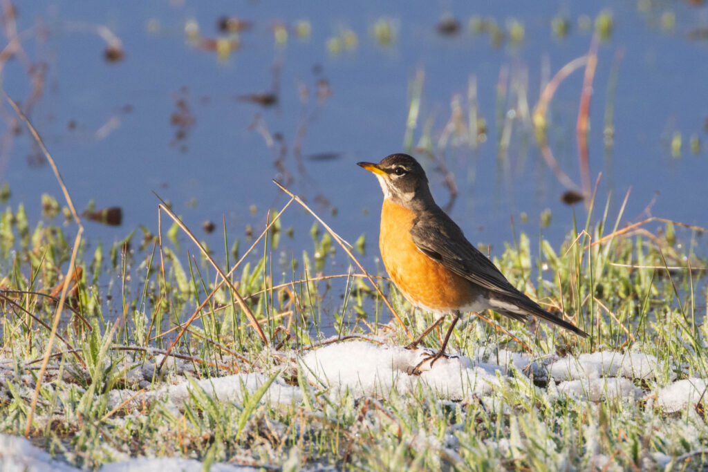 American robin foraging at a snowy water's edge amid emerging grass and reeds, McCoy Flat Reservoir, Lassen County