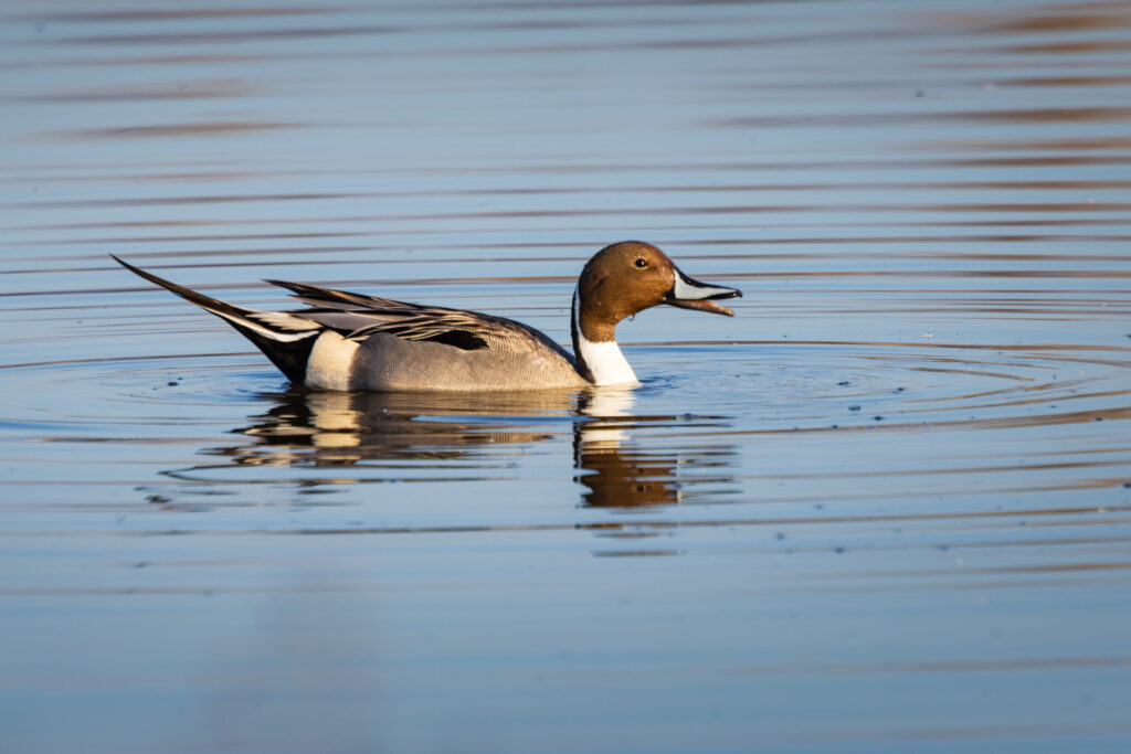 Northern pintail drake (Anas acuta) swimming at Sacramento National Wildlife Refuge, California, January morning