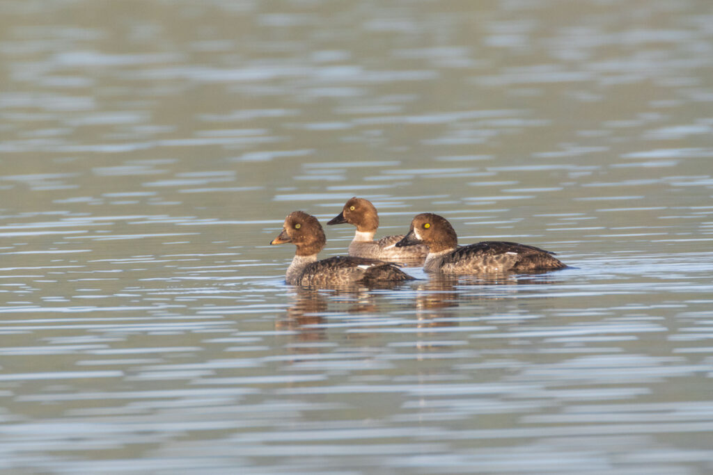 Three common goldeneye hens swimming together on Eagle Lake, Lassen County, California