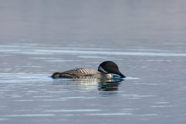 Common loon (Gavia immer) in breeding plumage dipping bill into Common loon in breeding plumage dipping bill into water at Eagle Lake, Lassen County, California
