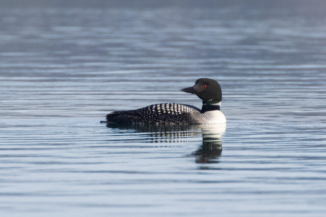 Common loon (Gavia immer) in breeding plumage swimming on Eagle Common loon in full breeding plumage swimming on Eagle Lake, Lassen County, California