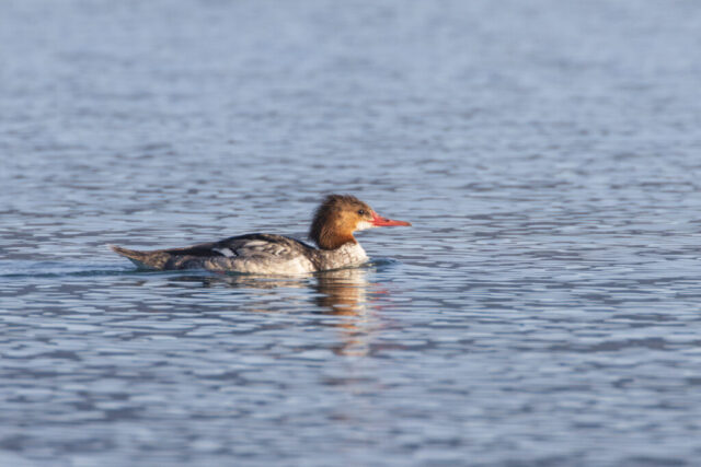 Common merganser hen (Mergus merganser) swimming on Eagle Lake, Common merganser hen swimming on Eagle Lake, Lassen County, California, in early May morning light