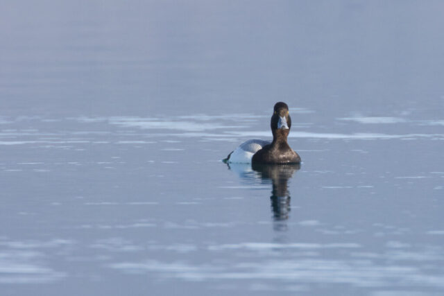 Ring-necked duck drake (Aythya collaris) swimming on Eagle Lake Ring-necked duck drake swimming on Eagle Lake, Lassen County, California, looking directly toward camera