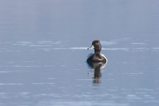 Ring-necked duck drake (Aythya collaris) swimming on Eagle Lake, Ring-necked duck drake swimming on Eagle Lake, California, head turned to reveal yellow eye and bill markings