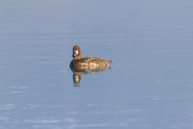 Ring-necked duck hen (Aythya collaris) swimming on Eagle Lake, L Ring-necked duck hen swimming on Eagle Lake, California, showing warm brown plumage and white eye ring