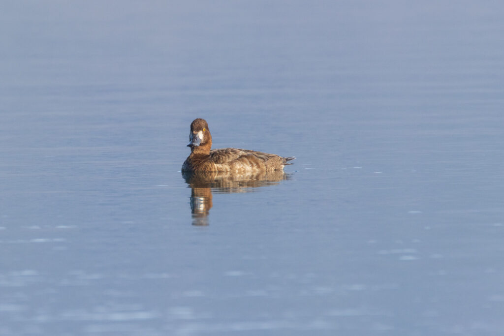 Ring-necked duck hen swimming on Eagle Lake, California, showing warm brown plumage and white eye ring