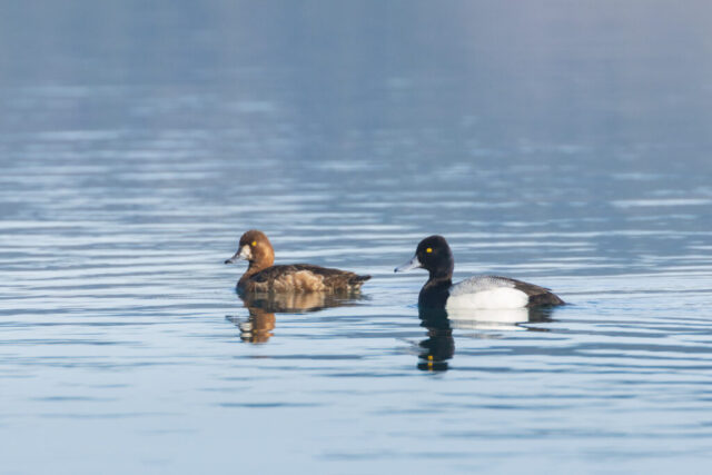 Ring-necked duck pair (Aythya collaris) swimming together on Eag Ring-necked duck pair swimming together on Eagle Lake, California, showing distinct sexual dimorphism