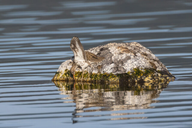 Spotted sandpiper striking at prey with wings raised for balance on algae-covered rock, Eagle Lake, California