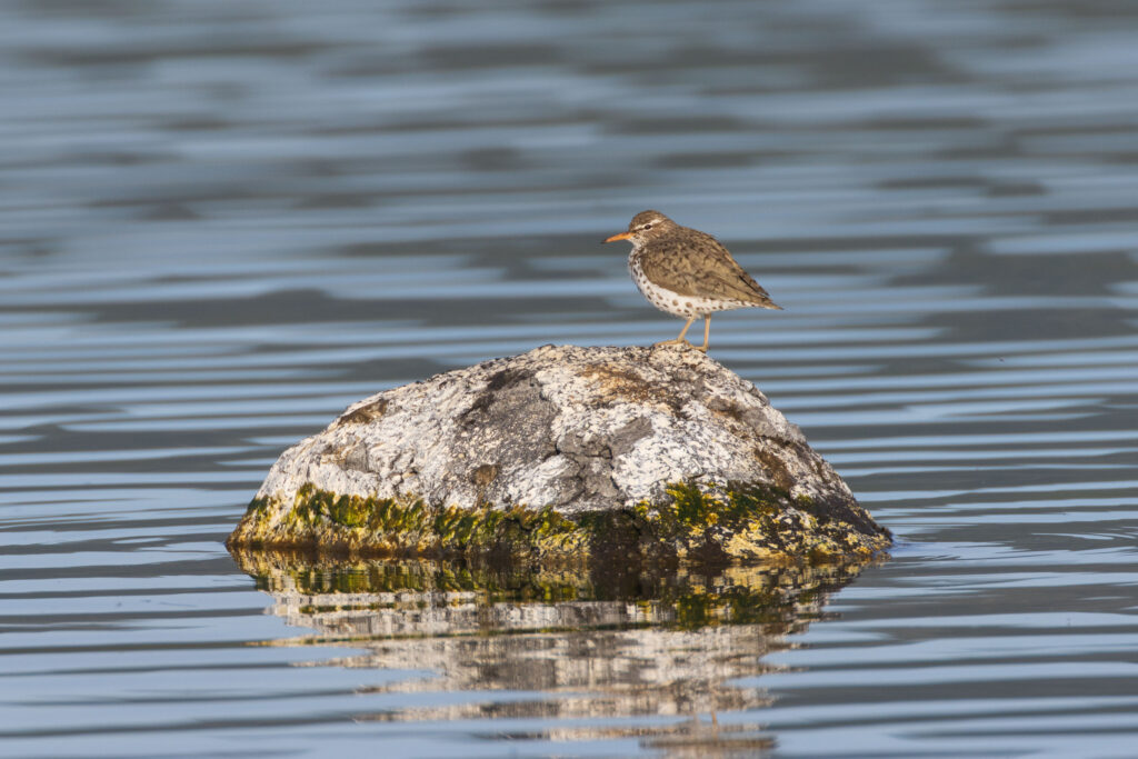 Spotted sandpiper perched upright on a lichen-covered granite rock at Eagle Lake, Lassen County, California
