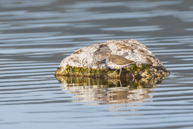 Spotted sandpiper foraging at water's edge on a lichen-covered rock, Eagle Lake, Lassen County, California