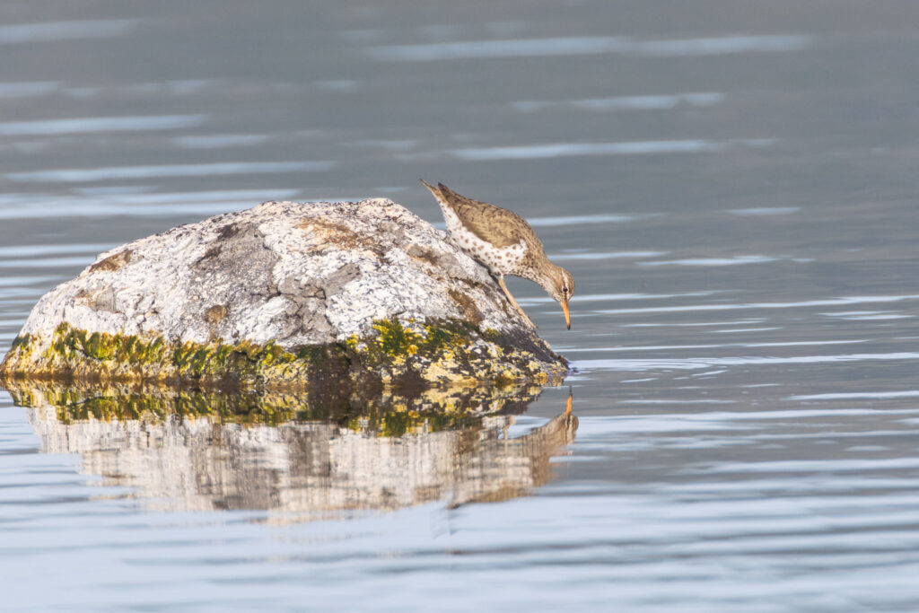 Spotted sandpiper in downward hunting posture on algae-covered rock, Eagle Lake, Lassen County, California