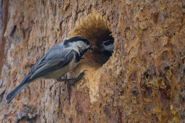 20260605_Chickadee Mate Feeding_Social_SRGB_001 Mountain chickadee delivering food to nesting mate at cavity in lodgepole pine snag, Kyburz Flat, Sierra County, California