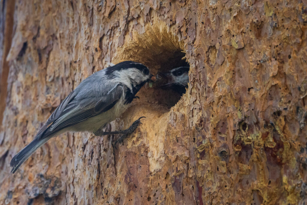Mountain chickadee delivering food to nesting mate at cavity in lodgepole pine snag, Kyburz Flat, Sierra County, California
