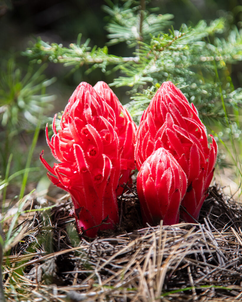 Snow plant (Sarcodes sanguinea) in early bract stage emerging through conifer duff, Kyburz Flat, Sierra County, California