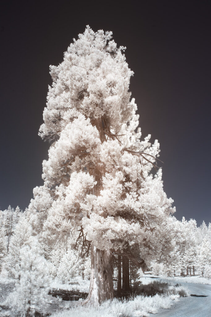 Sierra Juniper (Juniperus grandis) with glowing white canopy against dark sky in 720nm infrared, Sierra County, California