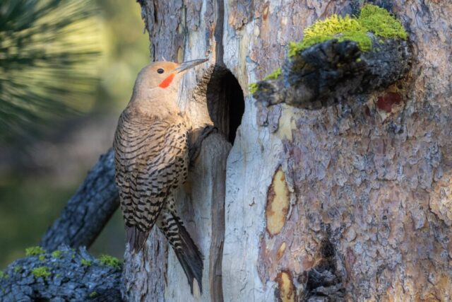 Northern Flicker at the Nest - Kyburz Flat - Sierra County California Male northern flicker (Colaptes auratus) at nest hole in lodgepole snag, Kyburz Flat, Sierra County, California
